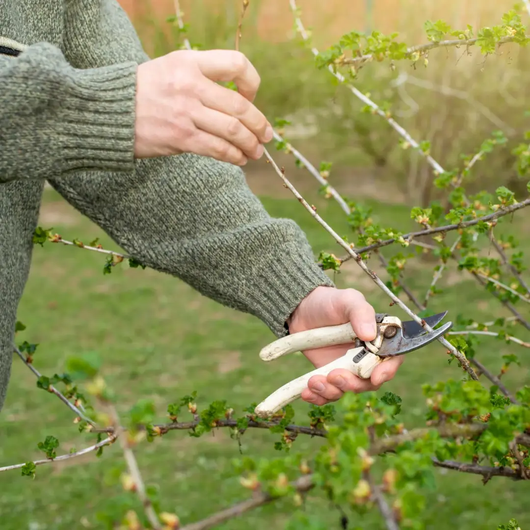 Monitoring Changes in Tree Condition