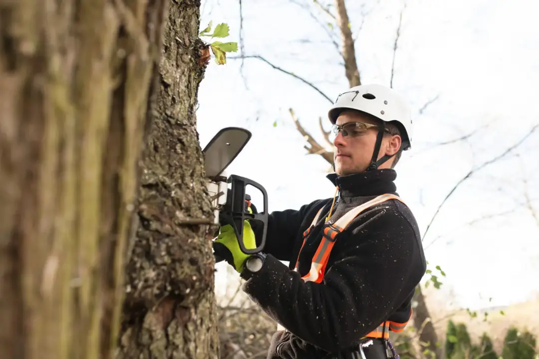 Professional Tree Health Checks