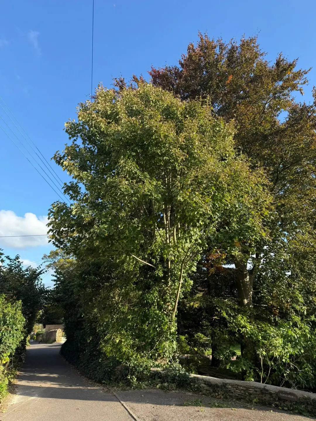 Domestic and Commercial Tree Work Gloucester, Tewkesbury, and Northleach