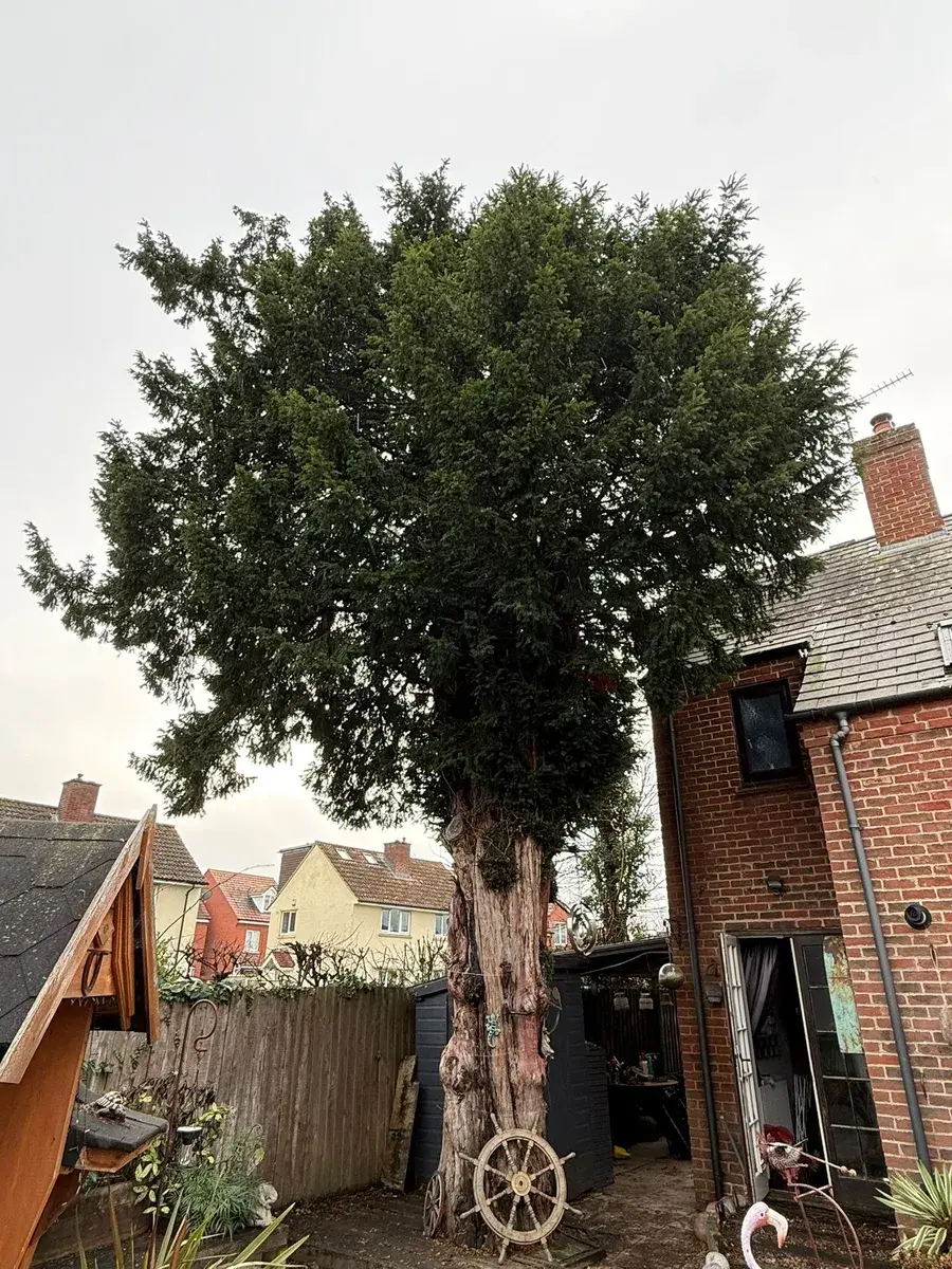 Safe Tree Care Gloucester, Tewkesbury, and Northleach
