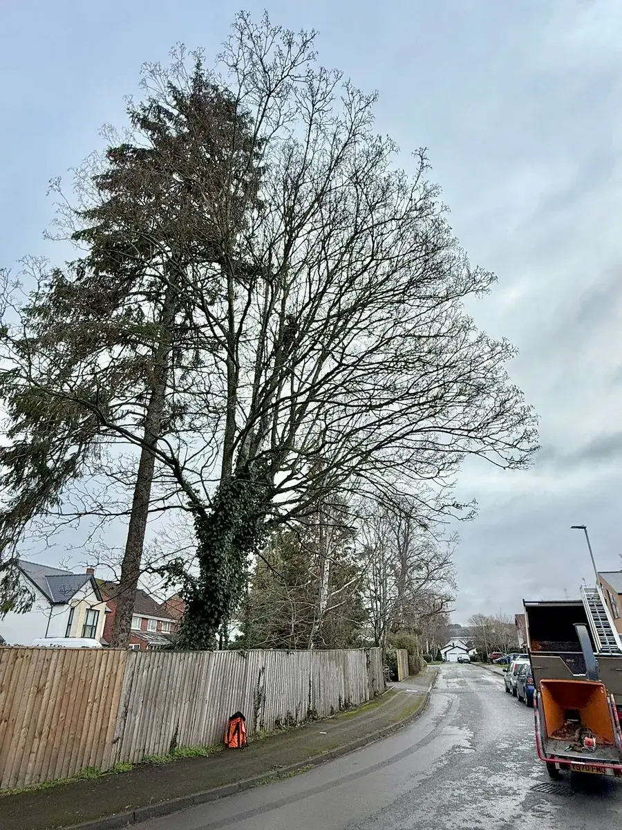 Reliable Tree Care Gloucester, Tewkesbury, and Northleach