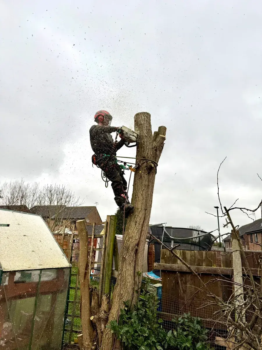 Tree Removal Gloucester, Tewkesbury, Northleach