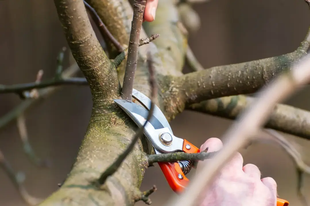 Professional Tree Pruning Services
