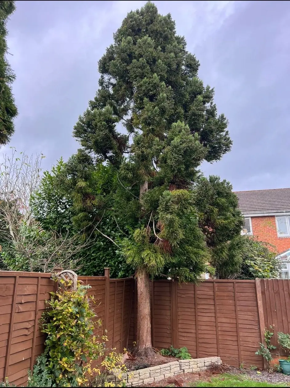 Get a Quotation for Tree Removal Gloucester, Tewkesbury, and Northleach
