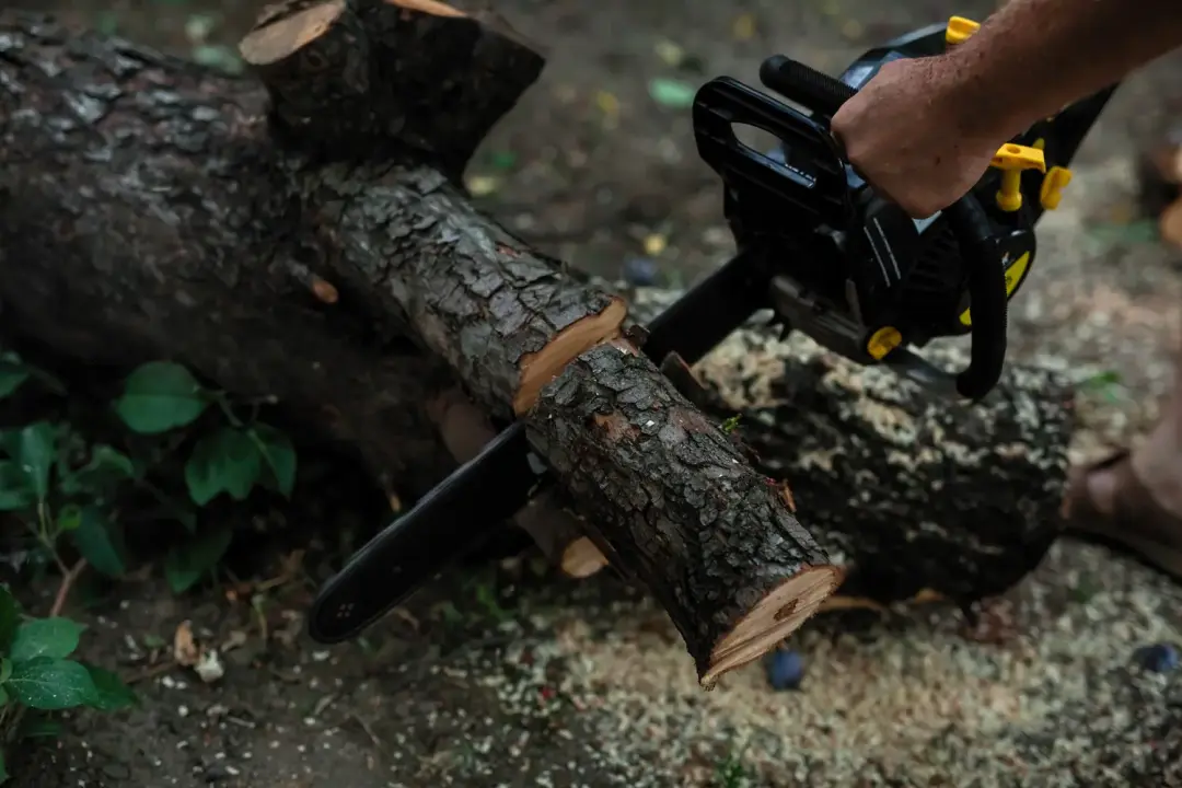 Do You Need Permission to Fell a Tree?
