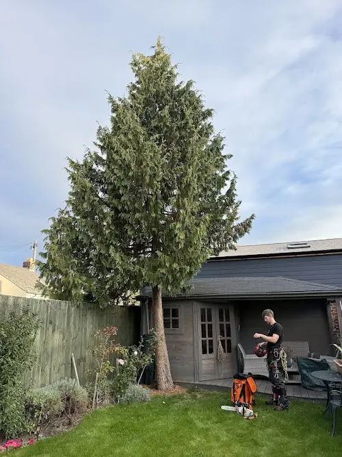 Tree Surgery Quotes Gloucester, Tewkesbury, and Northleach